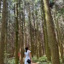 삼다수숲길 주차장 | 제주 삼다수숲길 동쪽 삼나무숲길 주차장 소요시간