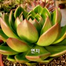 연지 이미지