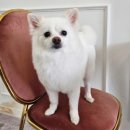 몽실하개 이미지