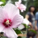 인삼주막식당 이미지