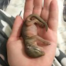 아기다람쥐 이미지