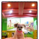 아띠펫살롱 이미지