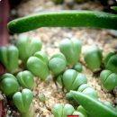 마옥농장 이미지