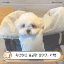 티모아 | 강아지이동가방 고민 끝! 몽모아티 브리오슈백 직접 써본 후기