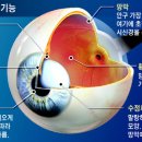 구리강남밝은안과