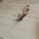 미건렙타일
