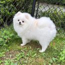 pet09너8663 | 위한 소노펫! 내돈내산 솔직한 애견 동반 1박 후기(펫보딩, 셰프스키친 조식, 띵킹독, 플레이그라운드...