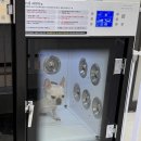 미용하개 이미지