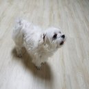 펫살롱 귀요미 이미지