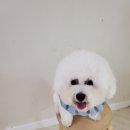 꽃담 멍발소 이미지