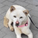 용두대로 이미지