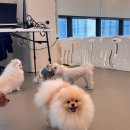 멍프리스쿨 | 평택 고덕 강아지유치원 : 멍프리스쿨 (주2회 다니는데 너무 만족!)