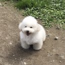 보쿠 Daum카페