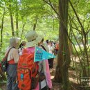 한라산둘레길 사려니숲길 | [걸서한_방문후기] 한라산둘레길7구간(사려니숲길)