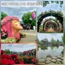 명천체험마을 | [전남 곡성 가볼만한곳] 섬진강기차마을 약10만송이 세계장미축제 26.5.24일 방문후기