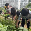 겨레 세시 :) 우리 솜씨 보탠 향기 솔솔, 겨레표 쑥향기주머니 ① 이미지