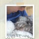 웬만해선 개들을 막을 수 없다 | #청라애견유치원 - 나의 작고 착한 세계에게