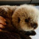 퐁신퐁신 이미지