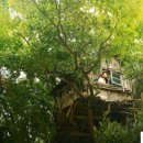 미즈노씨네 트리하우스 이미지