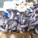 화실농장2 이미지