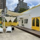 옐로우연화 이미지