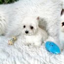 오독안심분양센터 강아지분양 고양이분양 하남점 | 강아지분양 강아지 성격까지 고려해야 하는 이유