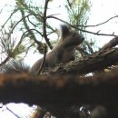 잣나무숲 이미지