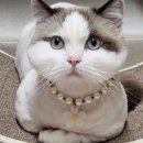 뜰안에냥 이미지