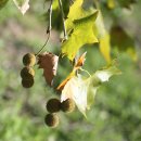 양버즘나무 Platanus occidentalis L. 종 이미지