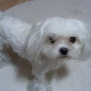 상일초교버스 정류장 이미지