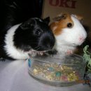 금계 농장 이미지