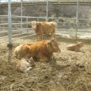 봄이네 농장 이미지