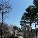너른마당전 | [ 고양 서삼릉 맛집 ] 통오리밀쌈, 칼국수, 녹두지짐, 농주 l 벚꽃뷰 '너른마당'