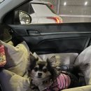 황령대로 319번가길 | [애견동반여행] 리치투어 in 부산