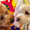 플러스펫 이미지