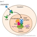 Re: Vitamin D and Cancer: A review of molecular mechanisms 이미지