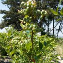 청석농장 이미지