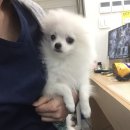 리버풀동물병원 이미지