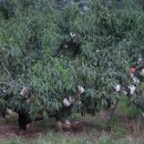 금화농장 이미지