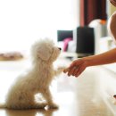 콩자반 애견유치원 이미지