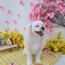 야옹아 멍멍해봐(조례호수점) 이미지