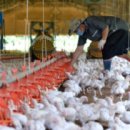 보령축산 이미지