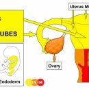 FEMALE SEXUAL ORGANS - 자궁과 나팔관 이미지