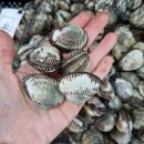 벌교대한통운택배 이미지