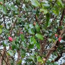 사초 해변공원 이미지