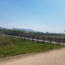 핑크애견 이미지