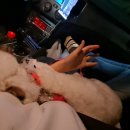 버블독스 부산대점 이미지