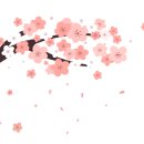 주식회사 벚꽃