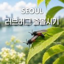 서울 러브버그 출몰 시기 원인 실전 대처법 퇴치제 총정리