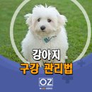 Dr. 오즈 동물병원 이미지